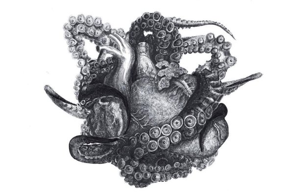 Kraken актуальное
