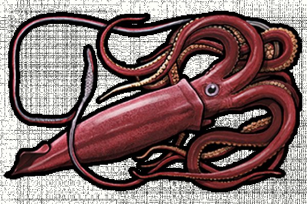 Kraken tor зеркало