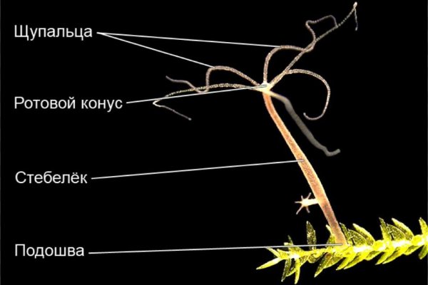 Kraken это современный маркетплейс