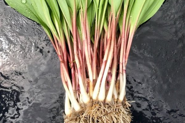 Kraken tor onion зеркало